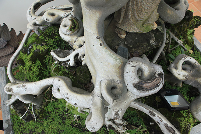 Cây bồ đề có bộ rễ ảo diệu, có tiền thiếu duyên cũng không mua được